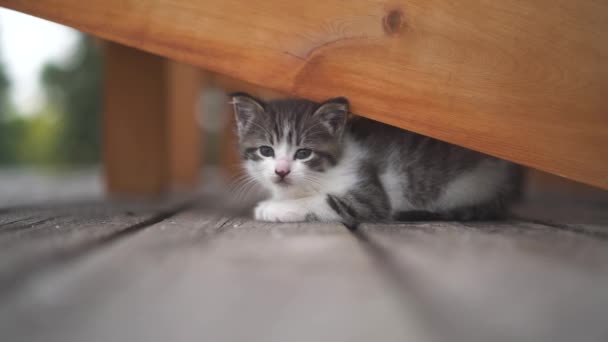 Junges Graues Kätzchen Entspannt Sich Und Schläft Auf Einem Deck — Stockvideo