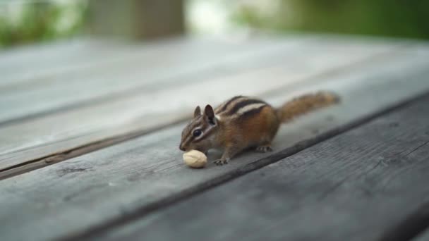 Güvertede Fıstıkla Ilgilenen Küçük Bir Sincap Teftişe Gelir Eğlenmek Için — Stok video