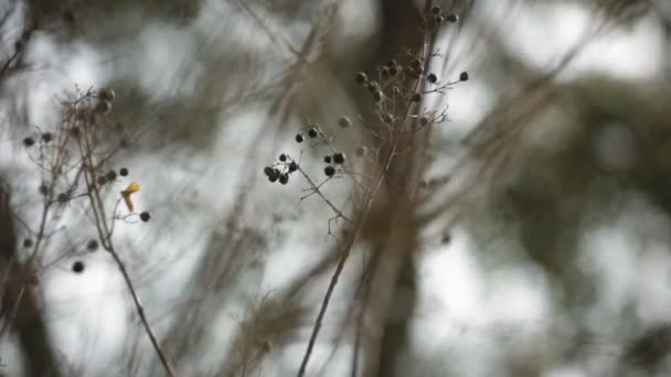 Tutup Dedaunan Tandus Pada Hari Musim Dingin Berangin — Stok Video