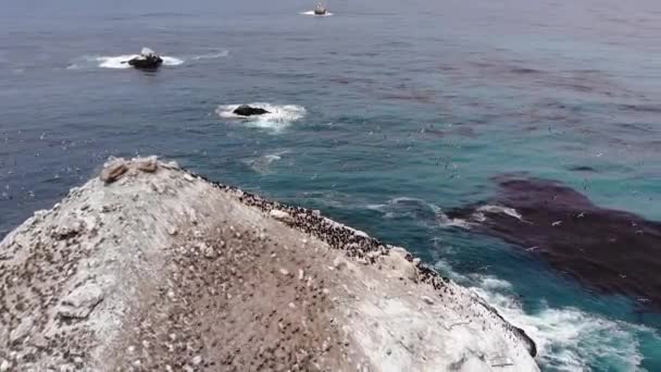 Stormo Uccelli Volare Sopra Masso Massiccio Nell Oceano Pacifico 60Fps — Video Stock