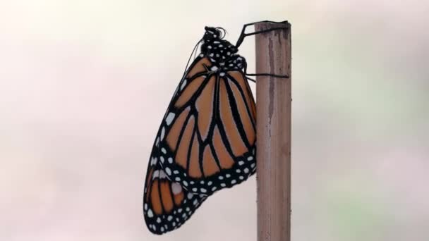 Метелик Монарх Ізольований Чистому Тлі — стокове відео