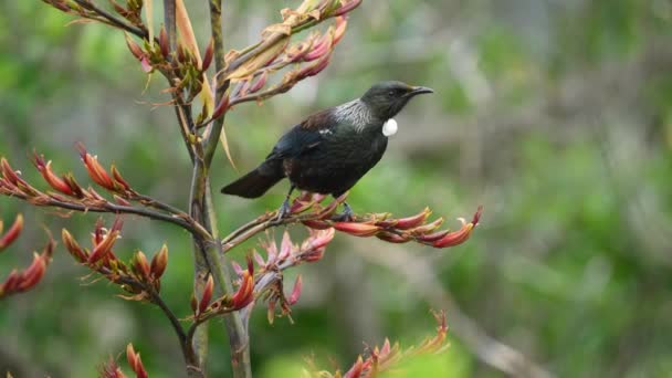 Tui Bird Feeding Nectar Flax Bush New Zealand — Stock Video