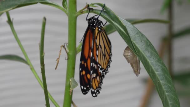 Крупным Планом Монарх Бабочка Сушит Свои Крылья После Недавнего Вылупления — стоковое видео