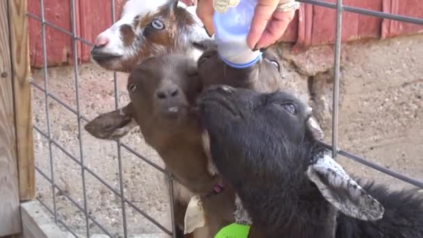 Evcil Hayvan Çiftliğinde Süt Içen Keçiler — Stok video