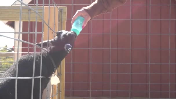 Bottiglia Donna Che Nutre Una Capra Uno Zoo Bambini — Video Stock