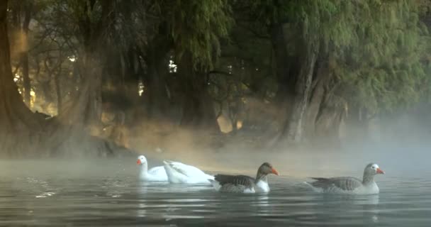 Algunos Patos Nadan Entre Niebla Del Lago Camecuaro Los Primeros — Vídeos de Stock