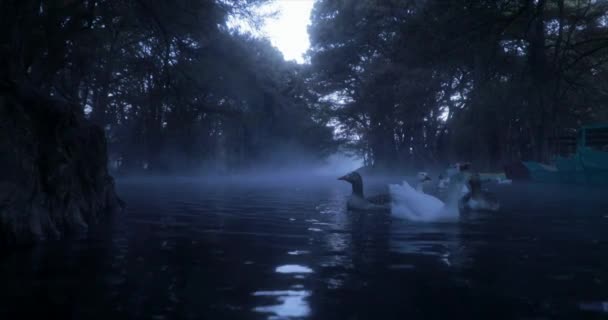 Algunos Patos Nadan Muy Temprano Las Aguas Lago Que Evapora — Vídeos de Stock