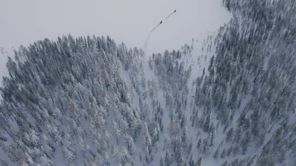 Flygfoto Ser Ner Över Hundspann Konvoj Team Ridning Snötäckta Skogs — Stockvideo