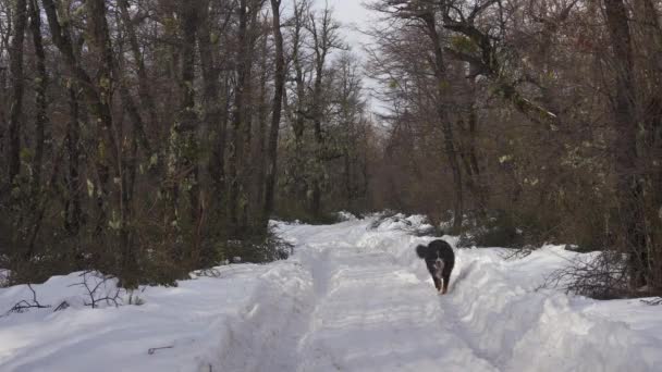 Pies Biegnie Śnieżnej Drodze Lesie Patagonii Kobieta Bernese Mountain Dog — Wideo stockowe
