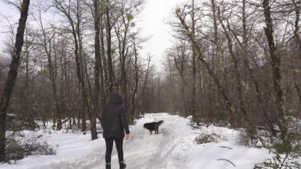 Kobieta Pies Spacerujący Śnieżnej Ścieżce Lesie Patagonii — Wideo stockowe