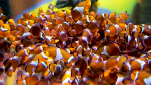 Massive Amount Clownfish Shoaling Together Close Static Shot — Stock Video