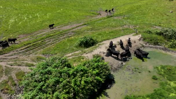 Скользящая Воздушная Съемка Группы Коров Охлаждающихся Воде Окруженной Зелеными Полями — стоковое видео