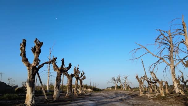 Árboles Muertos Abandonados Tras Devastadoras Inundaciones Histórica Ciudad Turística Epecuen — Vídeo de stock