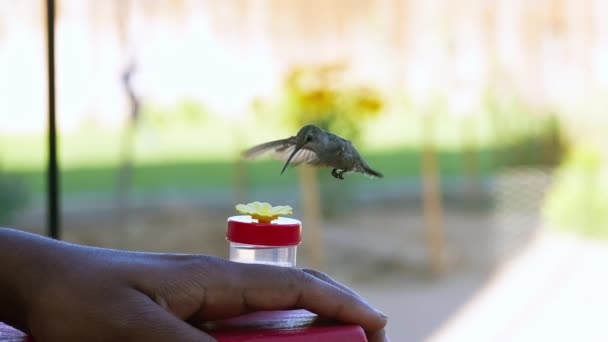 Kvinnlig Kolibri Dricker Från Matare Mans Hand — Stockvideo