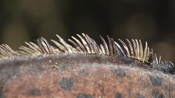 Närbild Detaljerad Bild Dorsal Crest Galapagos Marine Iguana Allemansrätt — Stockvideo