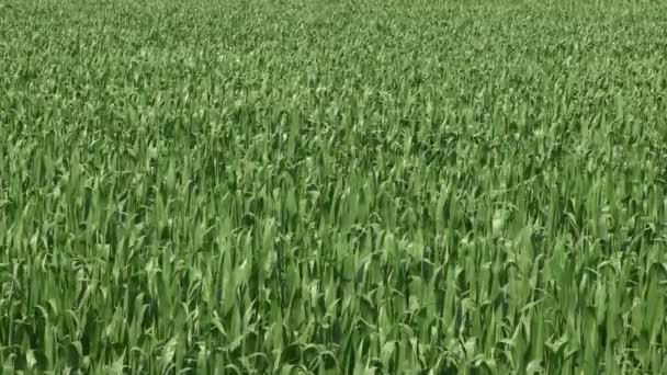 Plantacja Kukurydzy Zielona Roślina Połowie Wzrostu Porusza Się Wiatrem — Wideo stockowe