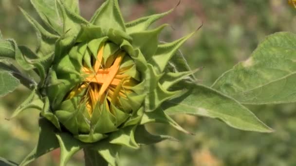 Zonnebloem Begint Openen Het Groen Van Wazige Bladeren Prachtig — Stockvideo