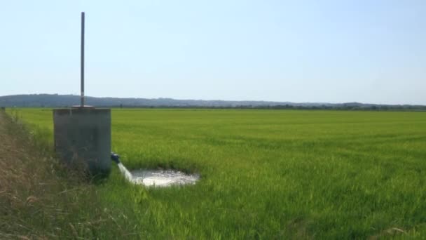 Рисовая Плантация Вода Изобилии Течет Рисовое Поле Необходимое Роста Зерновых — стоковое видео