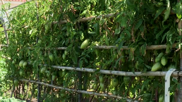 Una Buona Piantagione Pomodoro Ancora Con Frutto Dei Pomodori Verdi — Video Stock