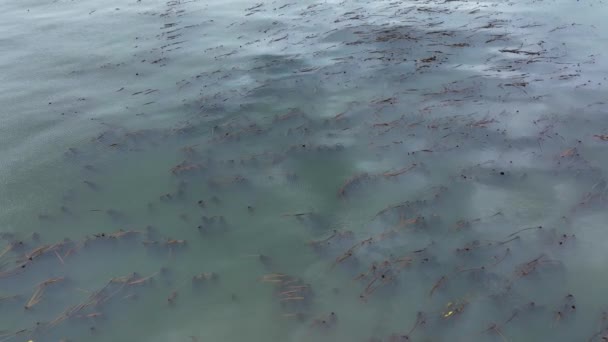 Vista Aérea Santuário Protegido Bull Kelp Puget Sound — Vídeo de Stock