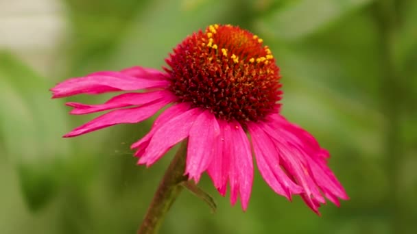 Zamknij Czerwony Kwiat Echinacea Rośnie Angielskim Ogrodzie Domku — Wideo stockowe