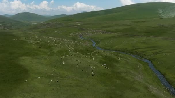 Stovky Ovcí Pasoucích Horských Kopcích Zelenou Trávou Blízkosti Řeky Ktsia — Stock video