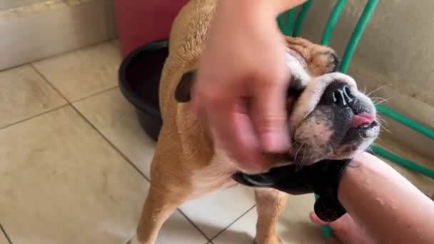 Bulldog Pet Proprietário Suavemente Esfregar Rosto Enrugado Seu Filhote Com — Vídeo de Stock