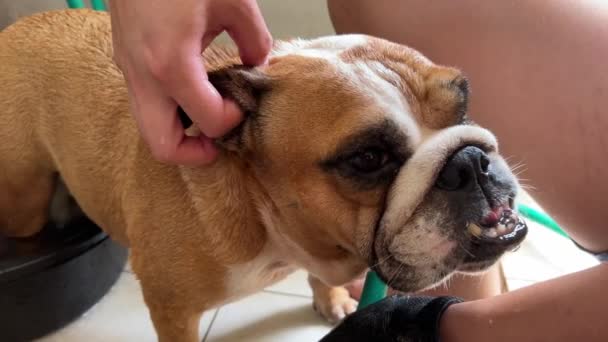 Rugoso Muscoloso Bulldog Inglese Avendo Suo Orecchio Pulito Umano Primo — Video Stock