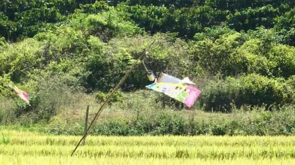 Diy鸟类在稻田中分散旗子以保护庄稼 放大视野 — 图库视频影像