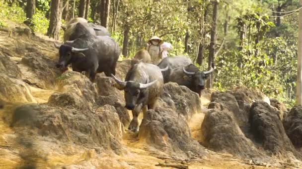 Vietnamese Woman Herd Buffaloes Walking Dense Pine Forest Vietnam Static — Stock Video