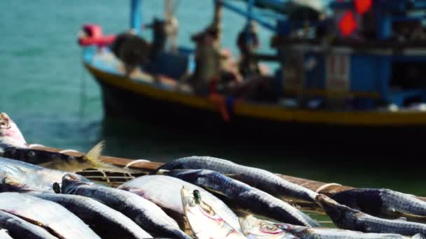 Navio Pesca Com Peixes Mortos Primeiro Plano Fundo Desfocado Barco — Vídeo de Stock