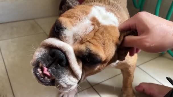 Dueño Mascota Bulldog Frotar Suavemente Limpiar Cara Arrugada Fea Cachorro — Vídeos de Stock