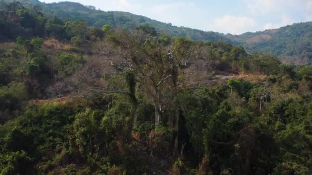 Dalat Vietnam Doğru Asfalt Yolu Olan Dağlık Arazide Yetişen Yaşlı — Stok video