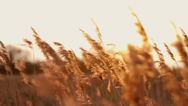背景に暖かい夏の太陽の設定で風に吹いて 黄金の一般的な葦 フラグダニオーストラリア フィールドの浅い深さ — ストック動画