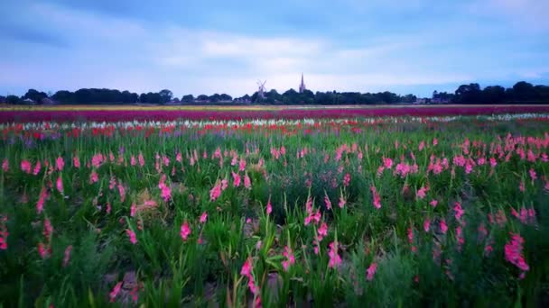 風車や教会を背景にした畑の鮮やかなグラジオリの花々の地面に近いドローン映像 Moulton Spalding Lincolnshire — ストック動画