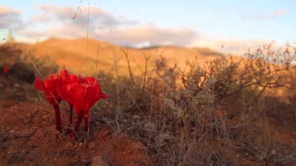 Fleurissement Désert Dans Cap Nord Afrique Sud — Video