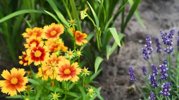 Hermosas Flores Plantas Jardín Amarillo Naranja Rojo Púrpura Planta Lavanda — Vídeos de Stock