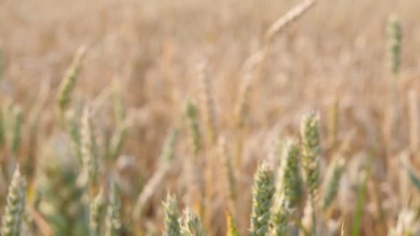 Крупный План Пшеничной Головы Замедляется Сосредоточиться Золотом Ржаном Поле Медленная — стоковое видео