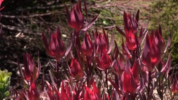 Proteas Van Het Kaapse Bloemenrijk — Stockvideo