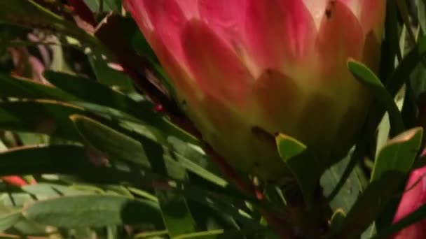 Kirstenbosch Jardines Botánicos Ciudad Del Cabo — Vídeos de Stock