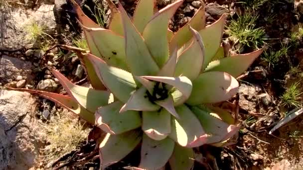 Aloes Groeien Woestijn Bij Oranje Rivier — Stockvideo