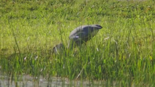 Grote Blauwe Reiger Met Vis Die Het Gras Eet Sluiten — Stockvideo