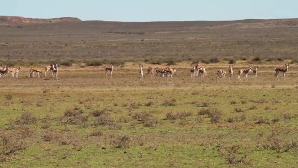 Springbok Piedi Nelle Pianure — Video Stock