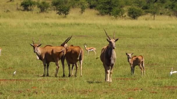 南アフリカの草原の上の土地 — ストック動画