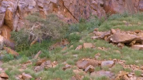 Riemvasmaak Noordkaap Van Zuid Afrika — Stockvideo