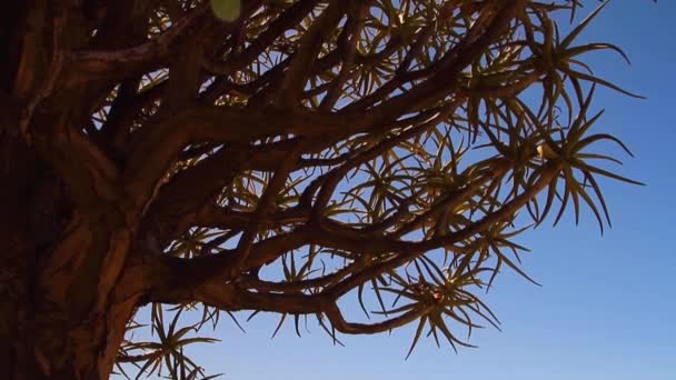 南非北部海角的摇篮树 — 图库视频影像