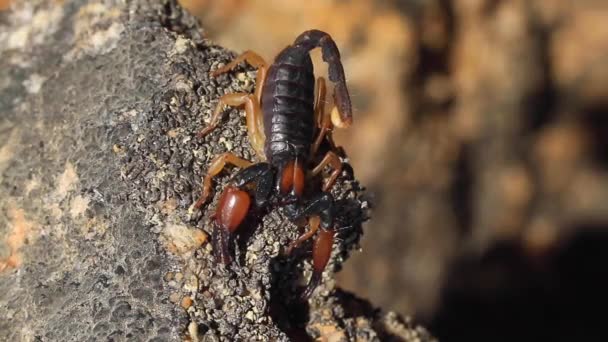 Škorpión Poušti Kalahari Jižní Afrika — Stock video