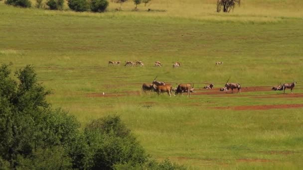 Равнины Южной Африки — стоковое видео