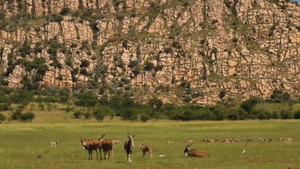 Eland Springbok Las Llanuras Hierba Sudáfrica — Vídeo de stock