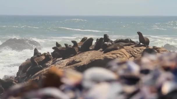 Selo Pele Cabo Costa Oeste África Sul — Vídeo de Stock